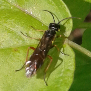 Tenthredinidae : Allantus calceatus?